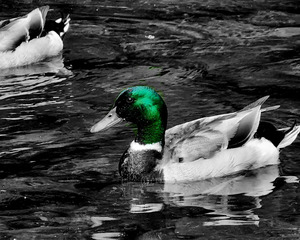 Mallard Duck by Earthshine Emporium