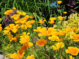 California Poppies by Earthshine Emporium