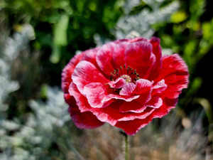 Variegated Poppy