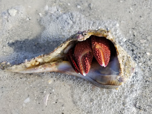 Crab by Earthshine Emporium