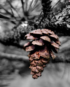 Pinecone by Earthshine Emporium