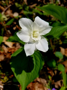 Double White Trillium by Earthshine Emporium