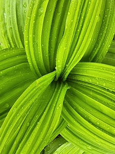 False Hellebore