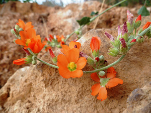 Orange Flowers by Earthshine Emporium