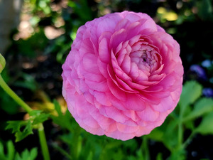 Ranunculus