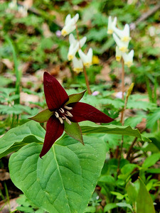 Red Trillium And Dutchmans Breeches by Earthshine Emporium