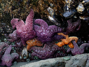 Tidal Pool 7 by Earthshine Emporium