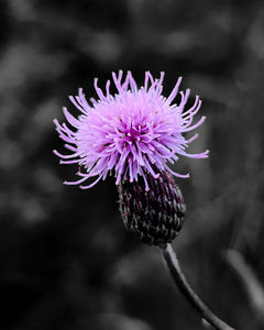 Thistle by Earthshine Emporium