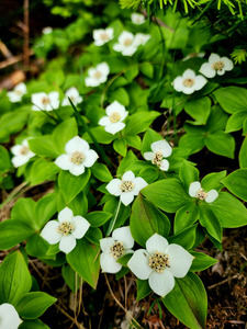 Bunchberry by Earthshine Emporium
