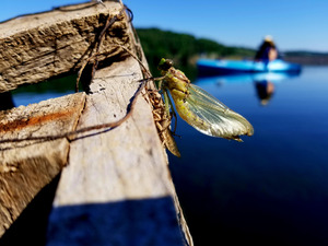Emerging Dragonfly by Earthshine Emporium