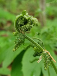Fiddlehead 1