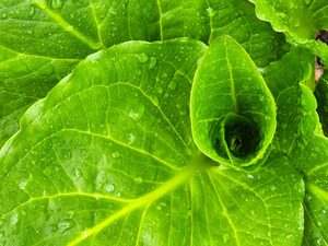 Skunk Cabbage