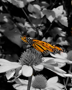 Monarch Butterfly by Earthshine Emporium