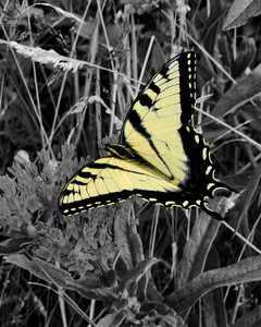 Swallowtail Butterfly by Earthshine Emporium