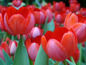 Red Tulips by Earthshine Emporium