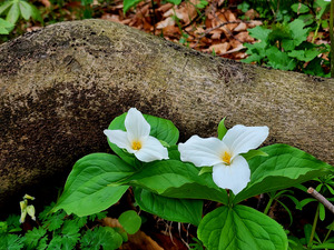 Trillium Duo by Earthshine Emporium