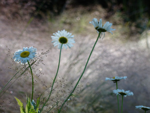 Daisies by Earthshine Emporium