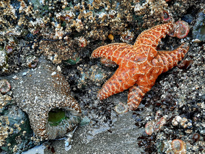 Tidal Pool 1 by Earthshine Emporium