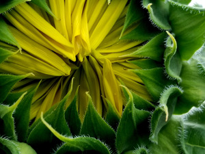 Sunflower Bud by Earthshine Emporium