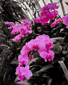 Orchids 2 by Earthshine Emporium