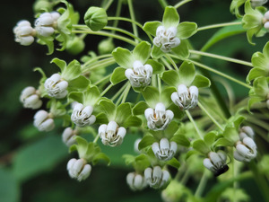 Poke Milkweed by Earthshine Emporium