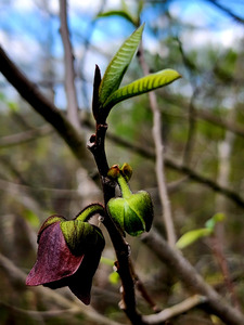 Paw Paw Flower by Earthshine Emporium