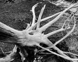 Roots by Earthshine Emporium