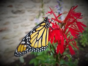 Monarch On Cardinal Flower by Earthshine Emporium