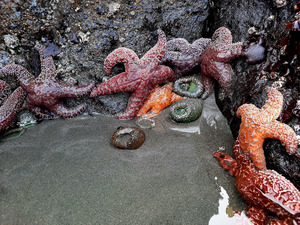 Tidal Pool 4