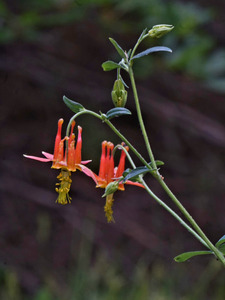 Columbine by Earthshine Emporium
