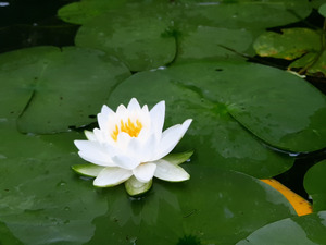 Water Lily 1 by Earthshine Emporium