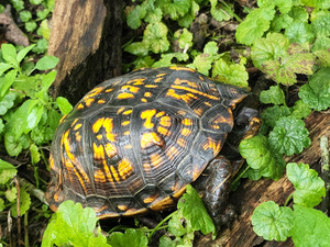 Box Turtle by Earthshine Emporium
