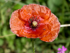Poppy by Earthshine Emporium