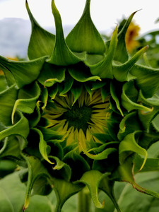 Sunflower Bud by Earthshine Emporium