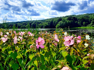 Swamp Mallow At Moraine State Park by Earthshine Emporium
