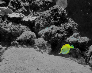 Tropical Fish by Earthshine Emporium