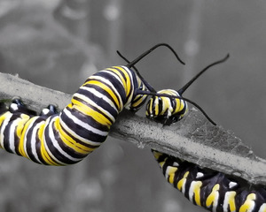 Monarch Caterpillars by Earthshine Emporium