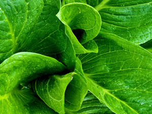 Skunk Cabbage Furls by Earthshine Emporium