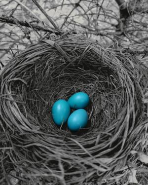 Robin Eggs  by Earthshine Emporium
