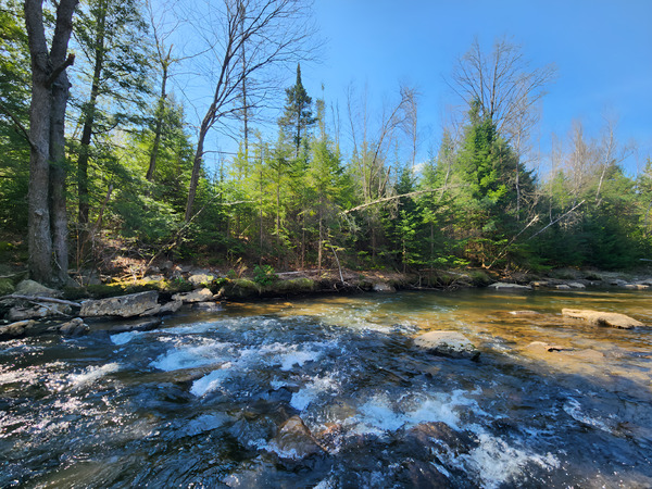 Clear Shade Creek Print
