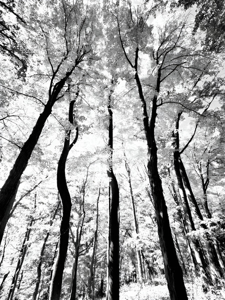 Pennsylvania Woods Print