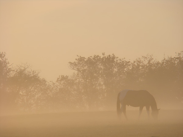 Misty Morning Grazing Print