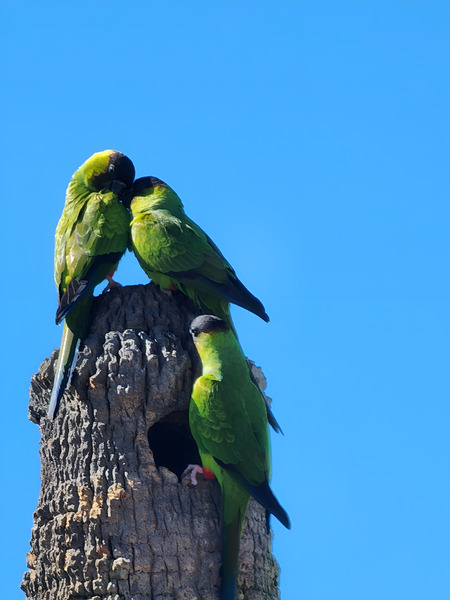 Nanday Parakeets Print