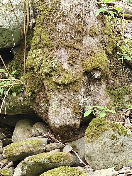Faces Of The Smokies 1  Print