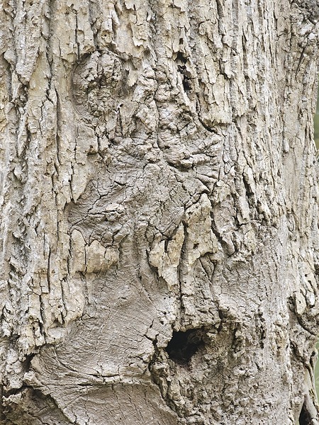 Faces Of The Smokies 3 Print