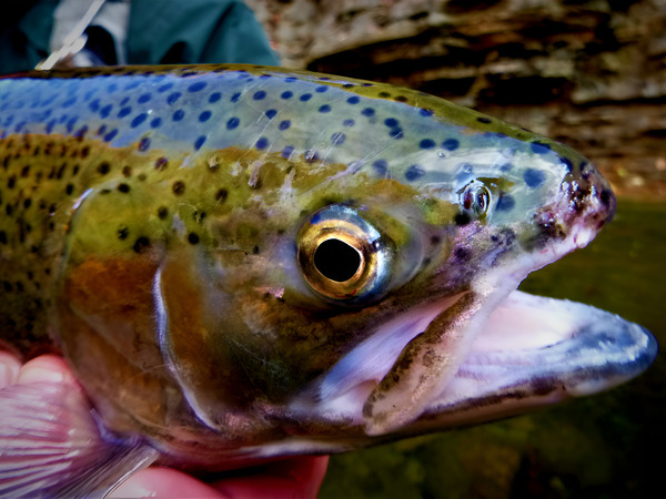 Steelhead Closeup Print