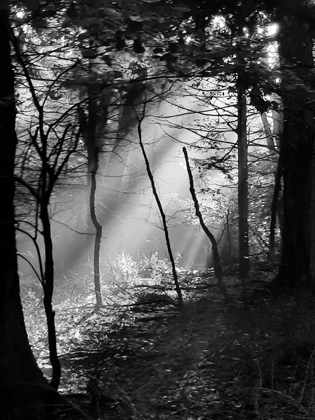 Morning Sunlight Print