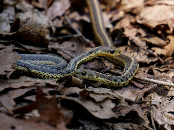 Garter Snakes Print