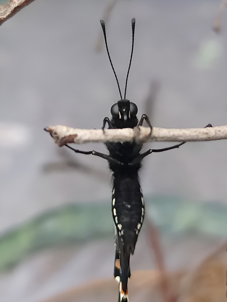 Butterfly Pullup Print