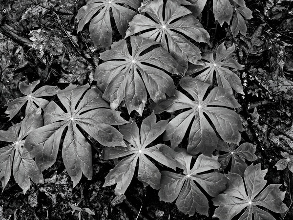 Mayapples Print
